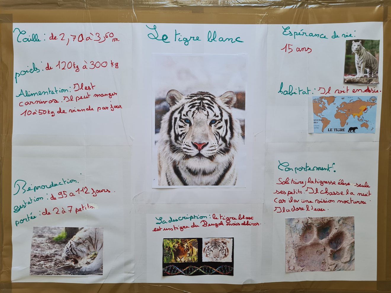Des exposés sur les animaux en CE2-CM1 – Ecole du Sacré Coeur Plougonvelin