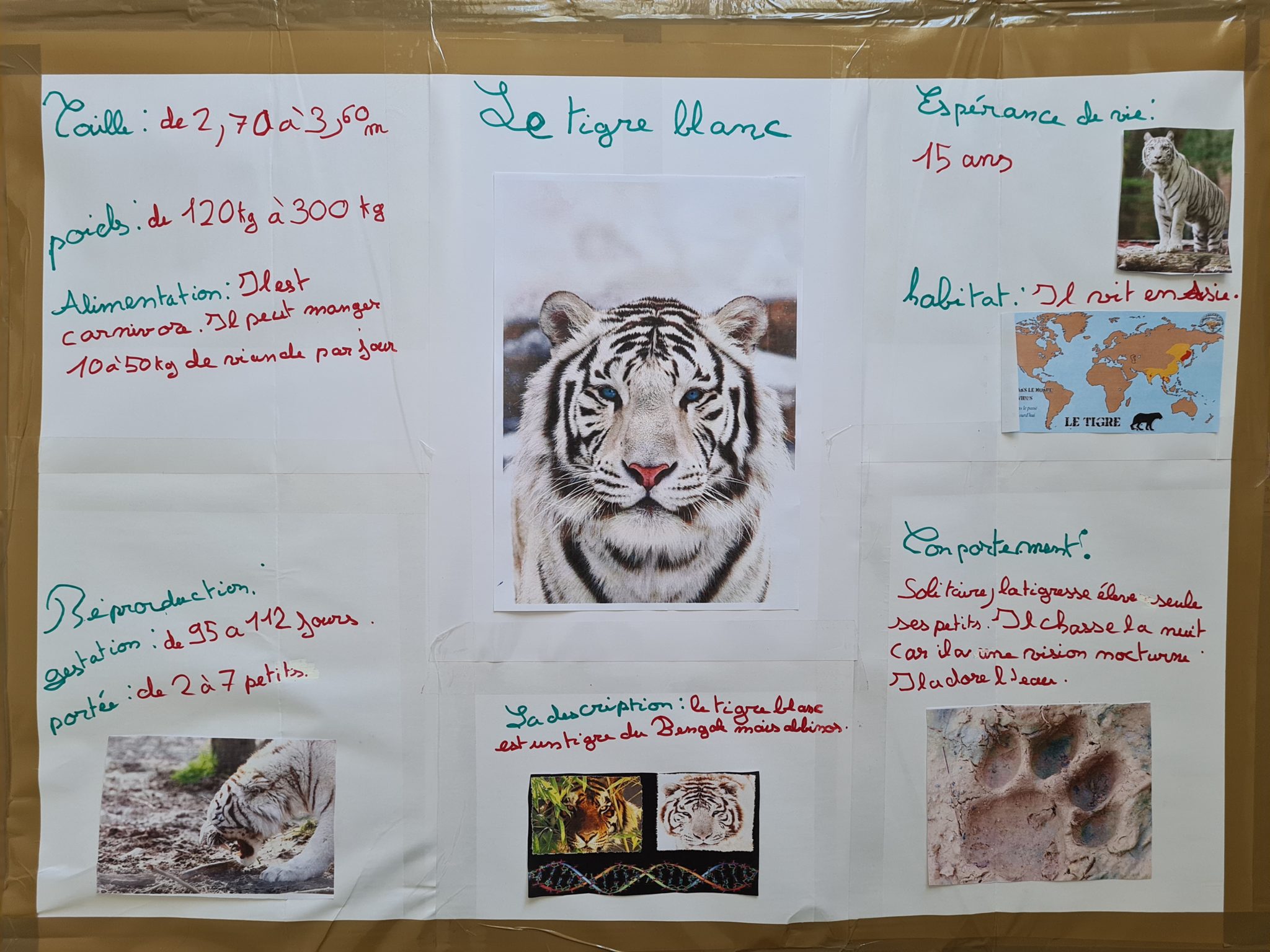 Des exposés sur les animaux en CE2CM1 Ecole SacréCoeur Plougonvelin — free download
